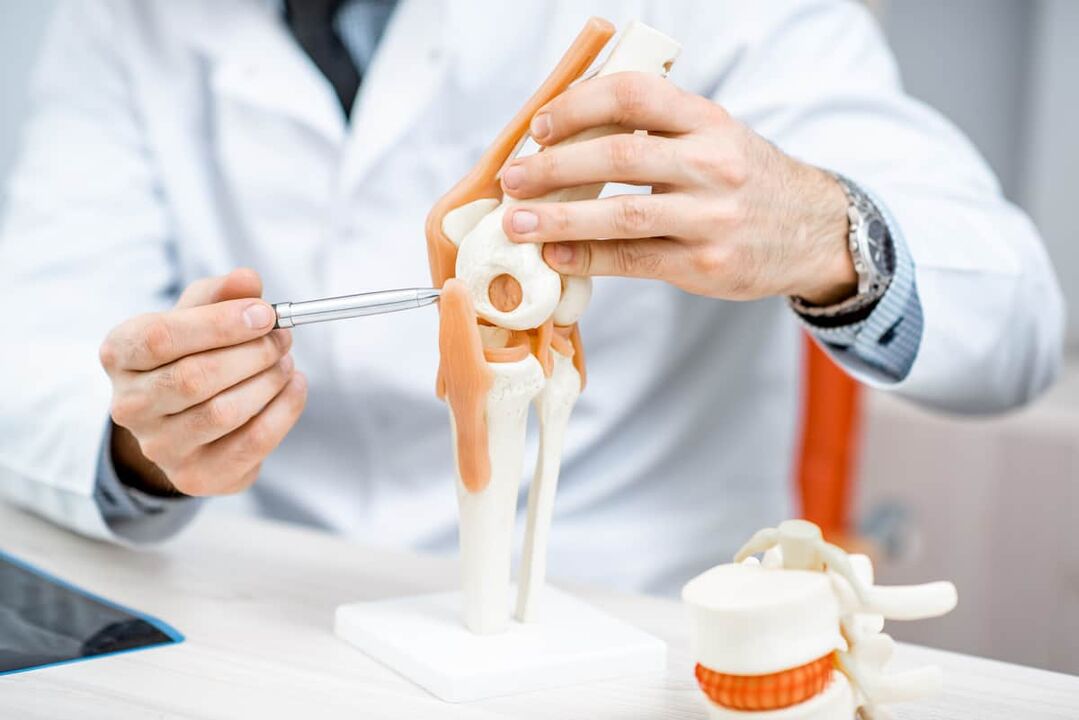A model of the knee joint, allowing you to evaluate its structure